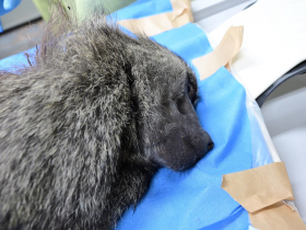 「狒死事件」登上BBC！專文質疑監管缺失…韓媒也虧：和首爾斑馬截然不同的命運