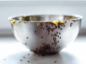 窗邊、廚房...家裡突然冒出一大堆螞蟻怎麼辦？消滅螞蟻4方法，達人最常用這招「大部分蟻種都會怕」