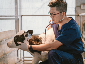 一個臨床獸醫師的告白：以前在學校，什麼手術都要按照教科書；但在現場，太多是書上沒有寫的事