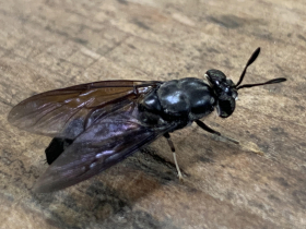 「無法糧食自給的國家算不上真獨立」⋯一名憂心的台大退休教授　點出這種萬用蟲蟲是解方