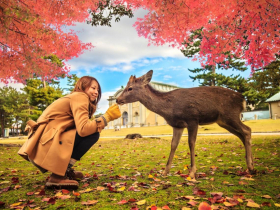 日本七旬婦人被蜱蟲咬，染「Oz病毒」26天奪命！達人示警：遊奈良注意「摸鹿等於摸蜱蟲」