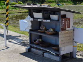 25歲台灣女專偷餃子！日本無人商店連偷3次只付零頭：我又不是沒付！「拿了就走」商店台灣可行？