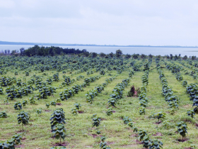 最高規碳權台灣就有 不必捨近求遠找國際買