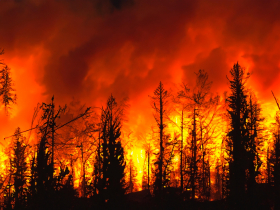  全球瞭望》夏威夷燒成末日火島，「史上最嚴重天災」損失恐達百億美元！3大原因野火一發不可收拾