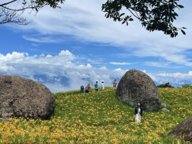 花蓮赤科山金針花開滿山頭，2個月花海限定！經典拍照景點宛如漫步天堂