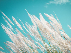 存股助理第405期︱疾風知勁草—長榮與麗豐KY