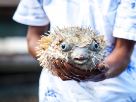 吃兩片就致死！南投河豚中毒1死8傷「魚種」曝光…毒性是氰化物1000倍以上，哪個部位最毒？