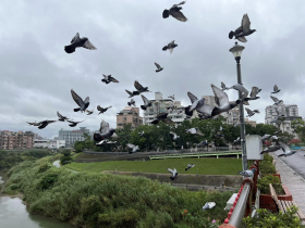 雨中漫步景美溪畔，理解政大人為何離不開這裡…再訪石碇小吃店，謝金河：老闆說生意有比較好