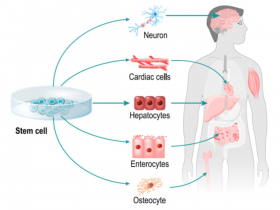 一張圖帶你看懂細胞治療