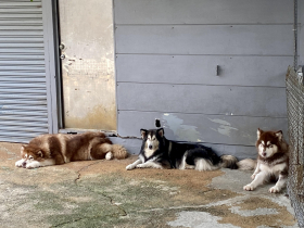 一隻大型阿拉斯加20萬！從配種到送養…明亮犬舍堅持人道主義，一隻狗要等一年多飼主也甘心