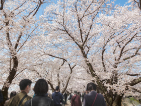 不可同「日」而語的櫻花祭