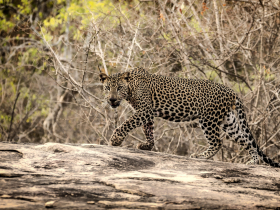 存股助理第472期︱台積電與長榮第一季法說重點整理
