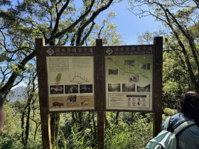 遭虎頭蜂攻擊！41歲領隊肉身護學生被螫百針、全身30處都是傷，3劑強心針救不回…遇到蜂群該怎麼辦？