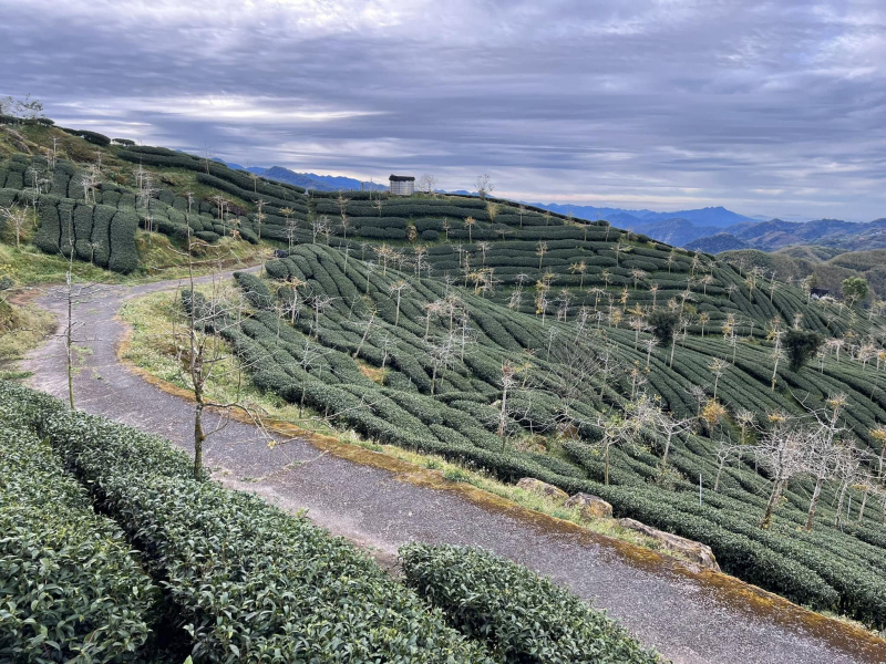 石棹的美在霞之道！入住民宿眺望茶山景觀、琉璃光，謝金河讚：山景像世外仙境，慢活好地方