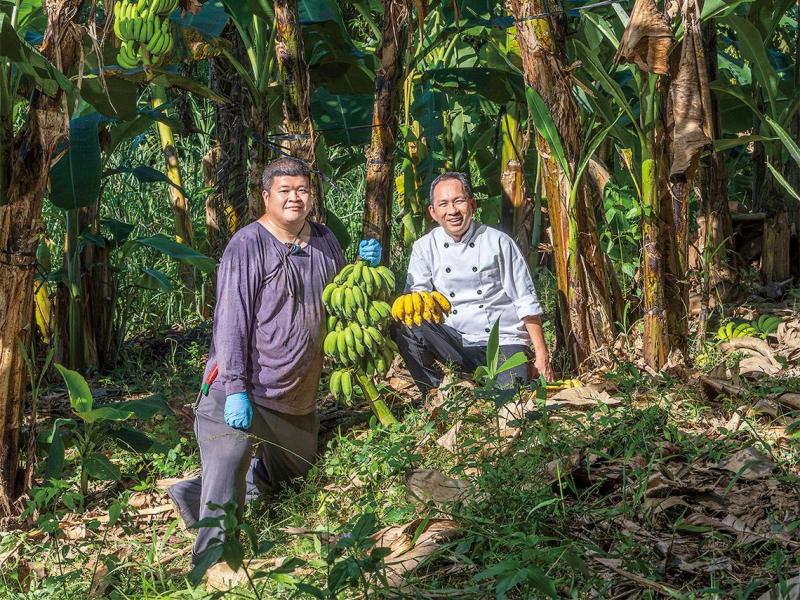 颱風吹不倒的好蕉