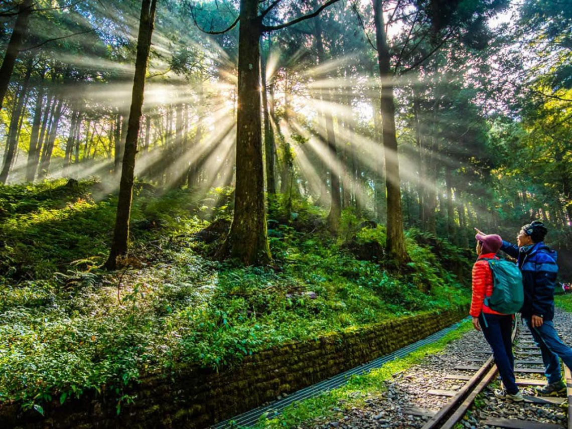 「我開給員工今年第一張支票，包下阿里山火車」！謝金河：入住石棹民宿走步道穿梭巨木肯定感動