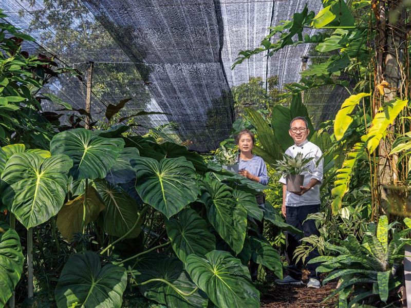 觀葉植物正時興