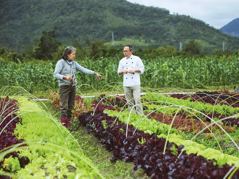 勤奮不懈的美鳳生菜農場