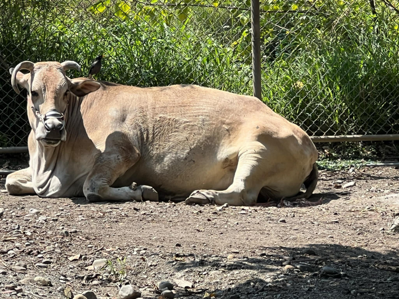 「看到一頭老牛躺在安養中心，倍感溫馨！」謝金河憶童年往事：曾牽一頭牛出門，回來變兩頭