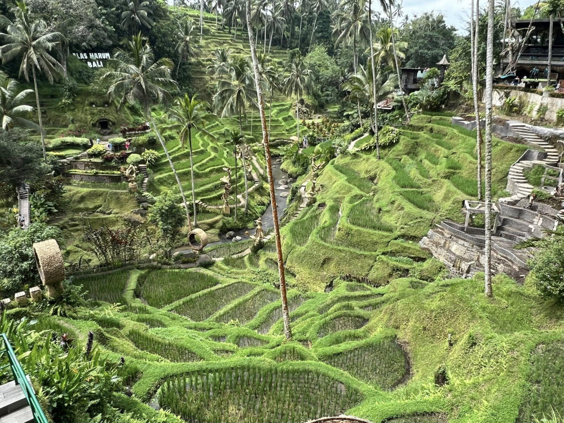 德格拉朗梯田「美得像一幅畫」！老謝遊峇厘島烏布、賞麝香貓咖啡：印尼強勢商品是它