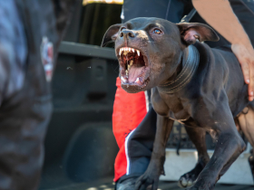 美73歲婦慘遭鄰居比特犬撕咬亡！兒曝她「完全清醒且受盡痛苦」…法官判飼主史上最重刑，犬隻下場曝光