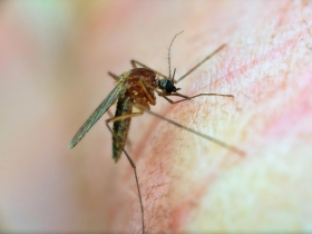 「諾氏瘧」台灣20年首見！頭痛、發燒，嚴重恐腦病變…他到東南亞這國玩回來確診，旅遊警示提升