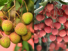 荔枝有蟲怎麼看？蒂頭咖啡色碎屑竟是一堆蟲屎...發現1條蟲代表裡面藏更多？泡●●絕招，讓蟲蟲自動浮出來