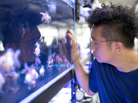 養魚送魚到變成魚場老板 隱藏在偏鄉的冠軍魚場 擁有全世界最多的金魚魚系 阿岳魚場邁向觀光休閒魚場