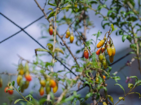 宋柏慶返鄉種紅棗枸杞 堅持無毒種植賺健康