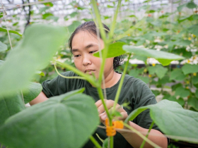 泰鶴農場姐妹不做料理 回鄉當青農種洋香瓜 從邊哭邊拔藤到料瓜如神　開拓高端市場提高產值