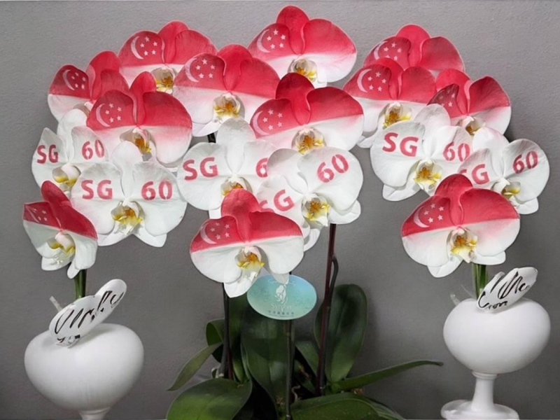 台灣獻禮新加坡獨立60週年，從蘭花、高山茶到餅乾限量禮盒，駐星代表童振源：展現對星國的情誼與祝福