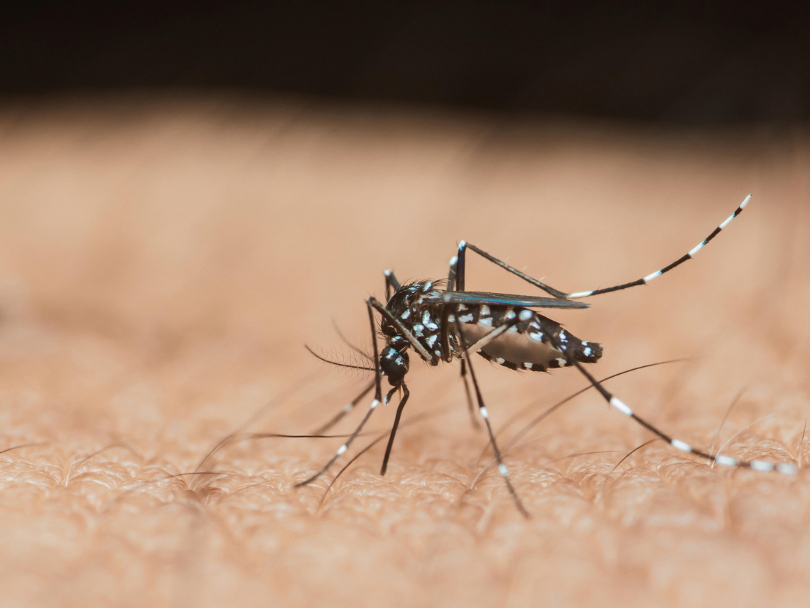 屈公病是什麼、被蚊子咬就中？疫情6年新高和登革熱不同？高燒、關節痛…併發症、高危族群一次看