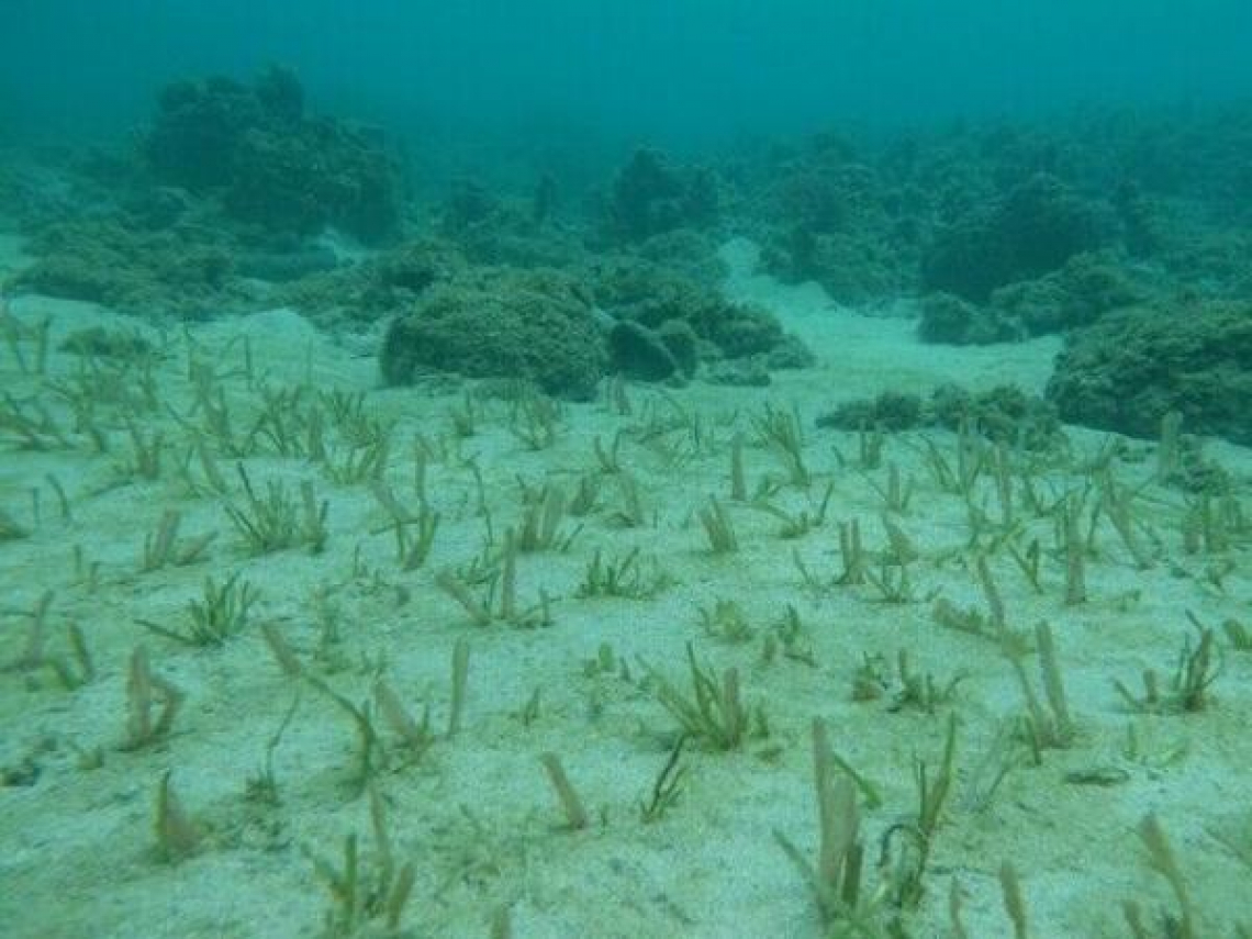 藍碳治理邁大步！環境部通過「海草復育」與「紅樹林植林」減量方法，2大機制防環境衝擊