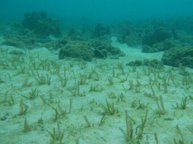 藍碳治理邁大步！環境部通過「海草復育」與「紅樹林植林」減量方法，2大機制防環境衝擊