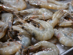 貝里斯白蝦來台！宏都拉斯原稱霸、建交中國後苦哈哈…連總統候選人都喊：和台灣邦交比現在好100倍