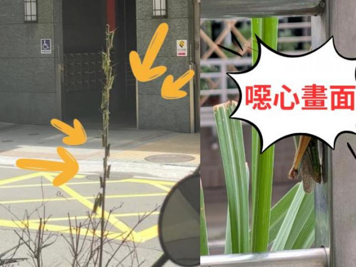 影／新北多區「蝗蟲入侵」，每隻都半個指節長！捷運、公車，「十幾樓都飛得上來」....農業局解釋原因