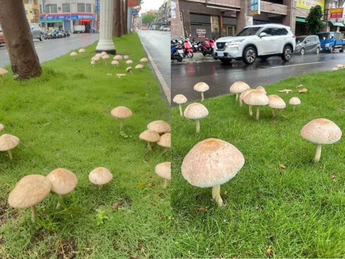 影／高雄暴雨下到長菇！人行道、盆栽到處都是…網喊有點可愛：綠褶菇可以吃嗎？和雞肉絲菇很像但很危險