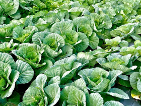 豪雨重創中南部產區...北農釋第三波「平穩價格蔬菜」8/8開賣！連7天16項超值產品任你挑