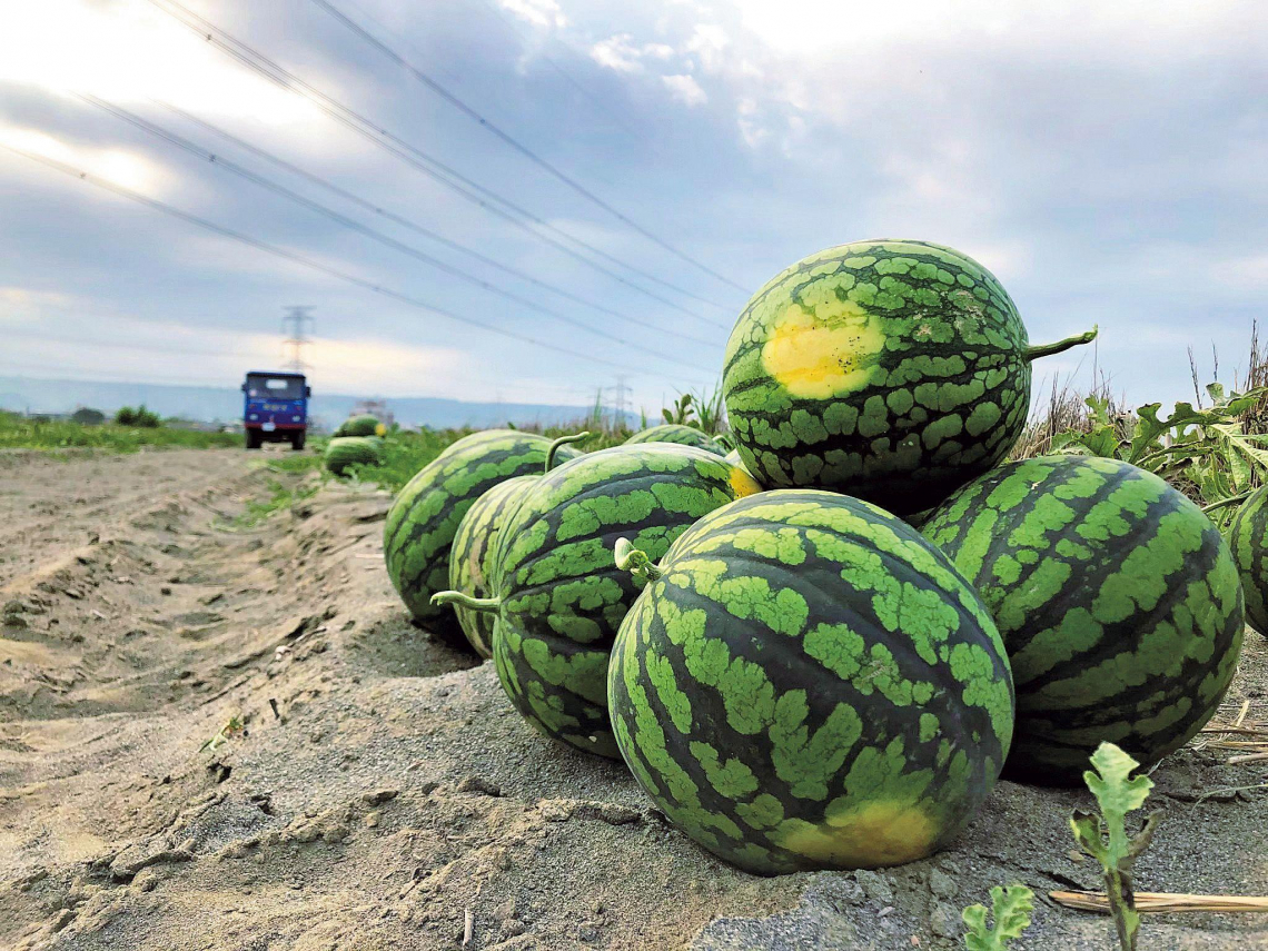 夏日吃瓜正當時──龍井雙瓜節