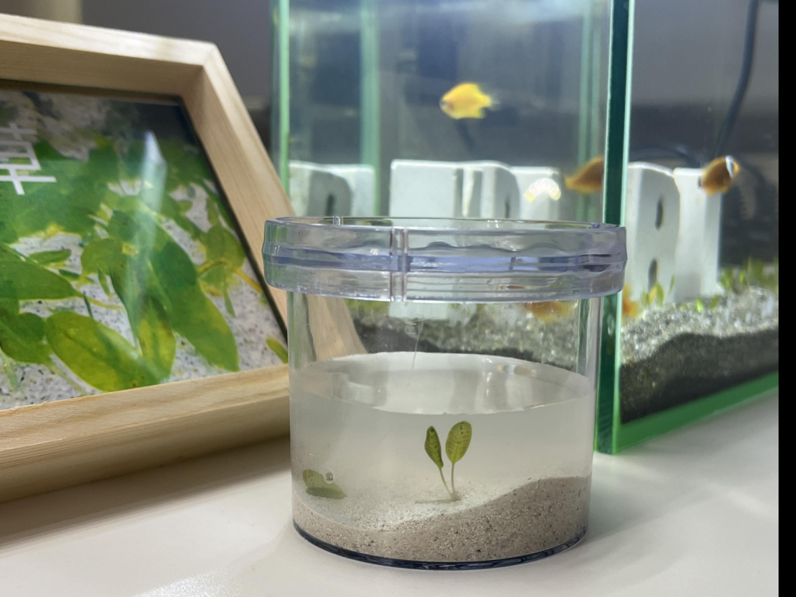 還海行動追蹤日記》雲豹加入「1萬瓶海草復育」行列！辦公桌上的小小生態瓶，也能守護海洋藍碳