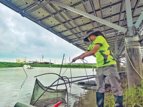 「漁電雙輸」如何形成？台灣漁電共生困局追源頭，政策方向從一開始就錯