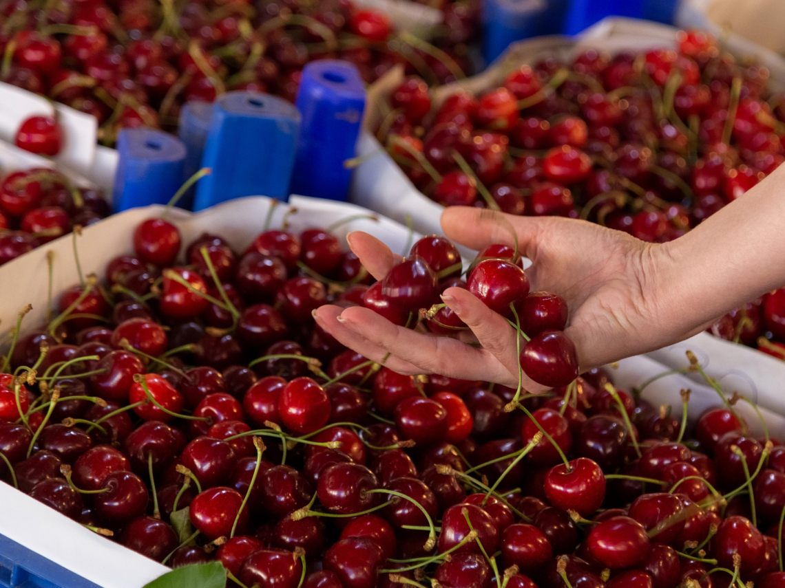 進口櫻桃「甜甜價」這國最殺！全聯、愛買、家樂福售價、折扣一覽，櫻桃一天吃幾個？吃太多會怎樣？