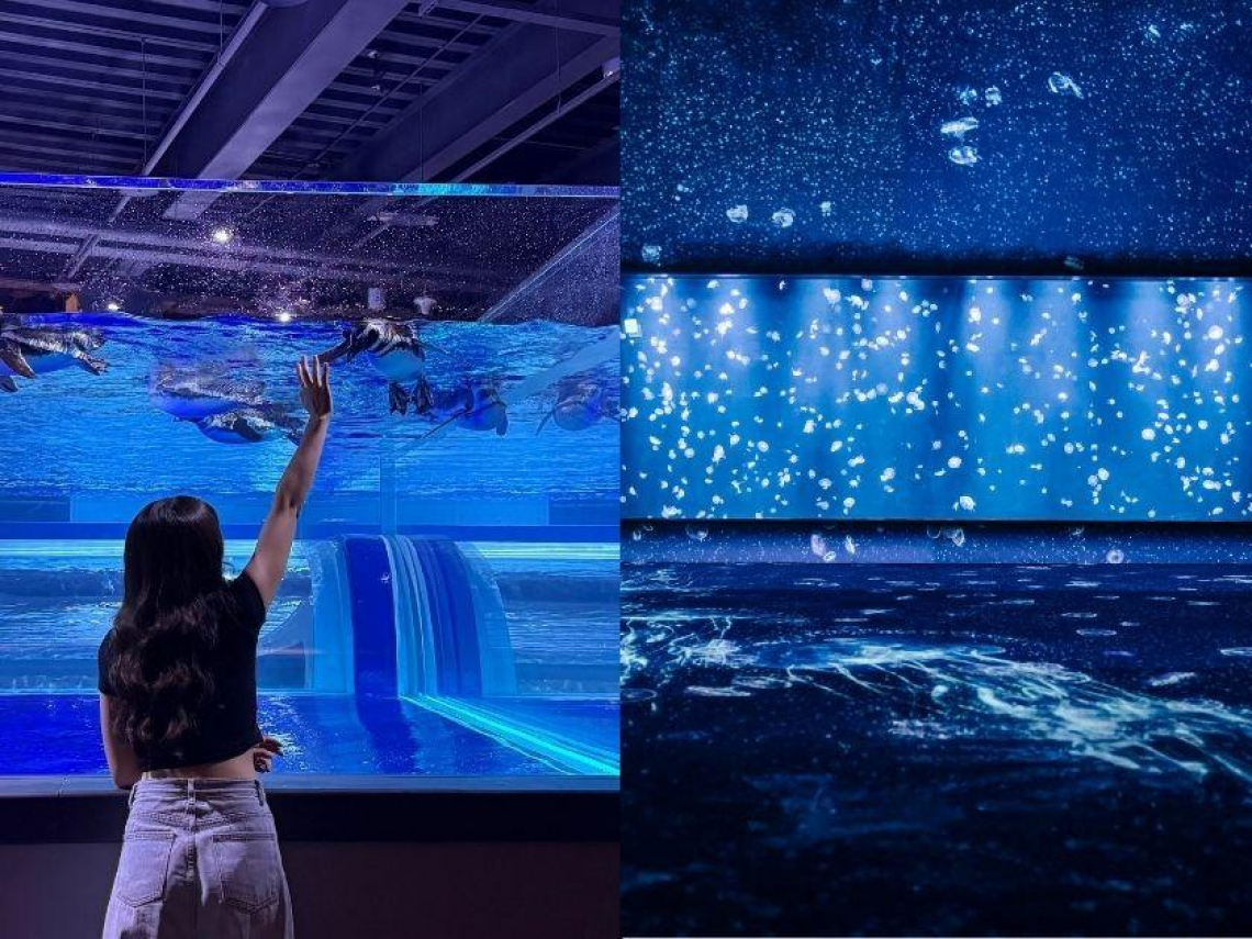 台中海洋館》全台首創開放式展缸！8大展區特色、參觀路線、交通方式、周邊景點…一日遊這樣玩