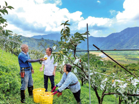 由綠轉紅的秋味