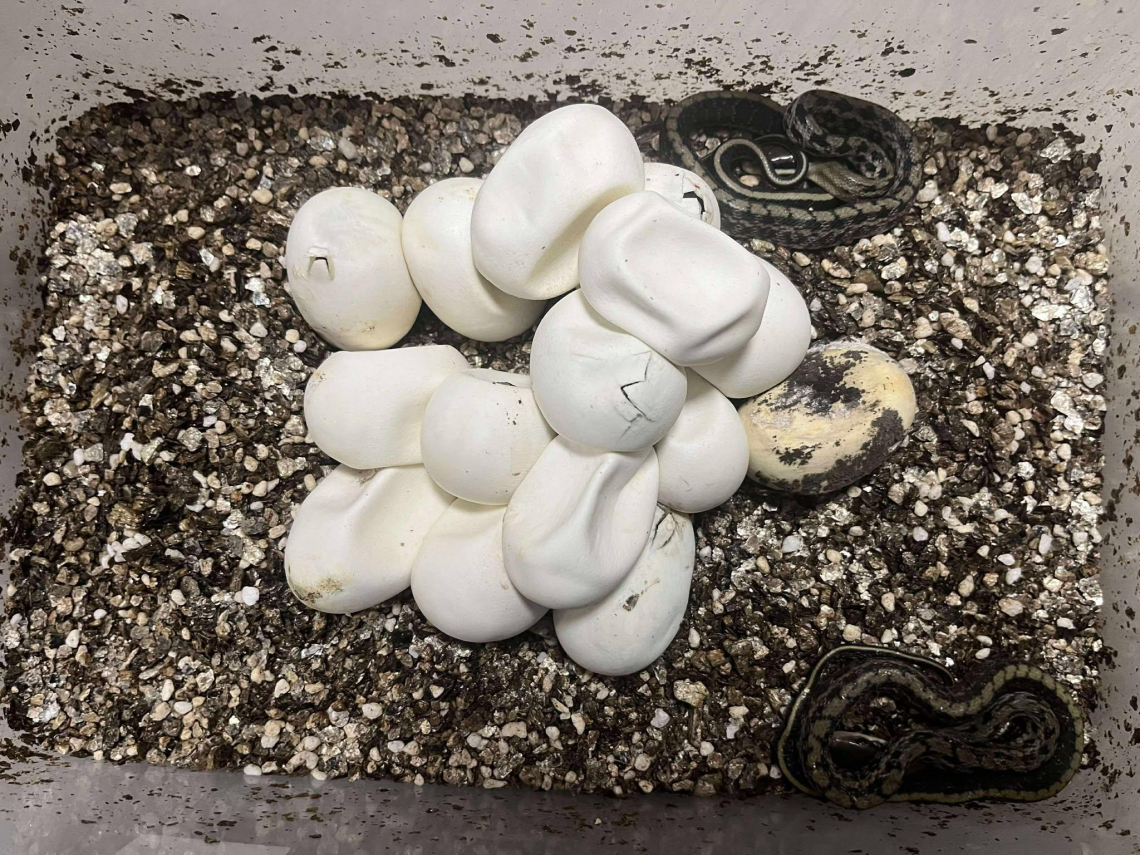 爬蟲日喜訊！新北首度人工孵化黑眉錦蛇成功並野放