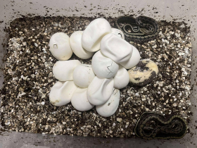 爬蟲日喜訊！新北首度人工孵化黑眉錦蛇成功並野放