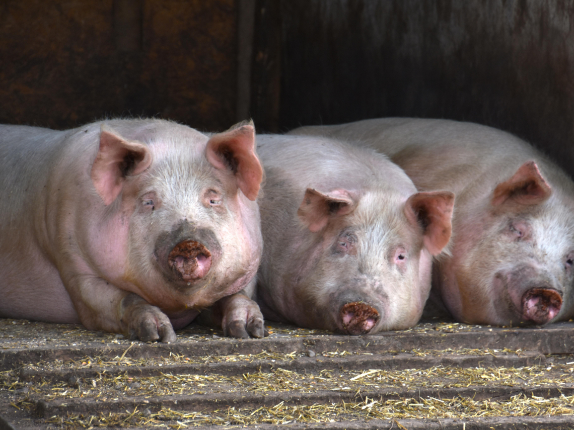 非洲豬瘟人吃到會怎麼樣？會傳染給人嗎？病毒能活多久？豬致死率百分之百...感染症狀、QA一次看