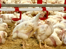 大成(1210)股價黑翻紅、急漲近7%能追？非洲豬瘟民眾轉去吃雞…禁用廚餘餵豬，4檔飼料股也看好