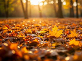 2025霜降節氣懶人包／霜降吃什麼？禁忌、養生、食補…哪些穴位按壓可以遠離感冒一次看