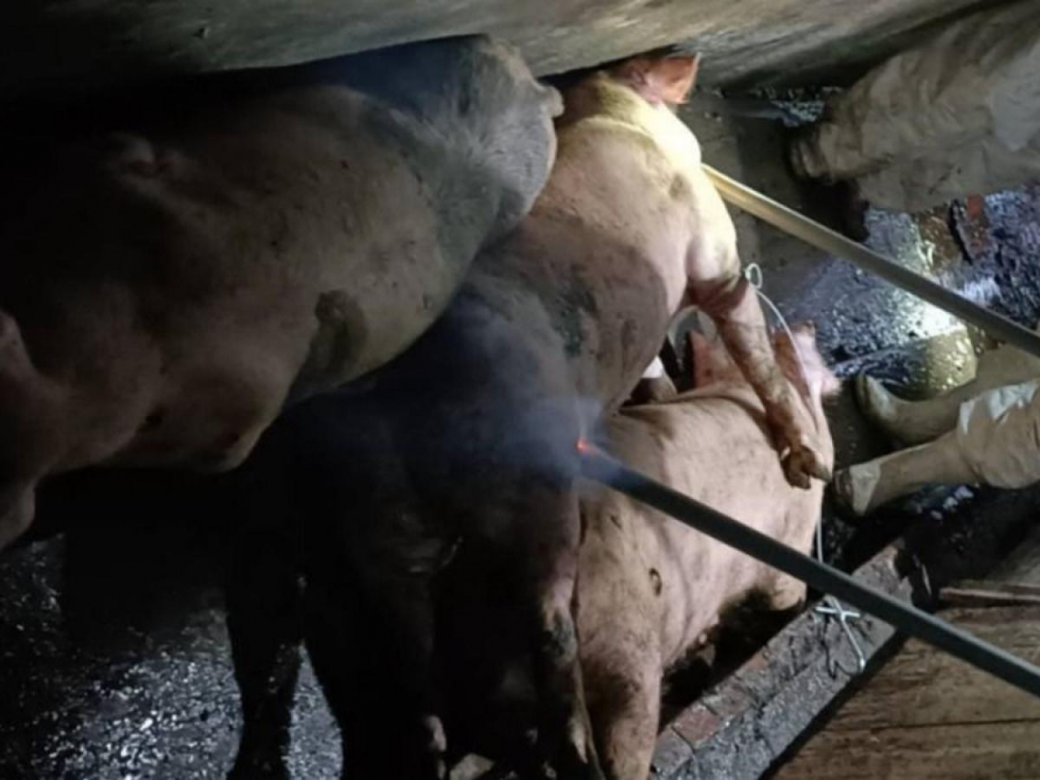 非洲豬瘟追流向／梧棲養豬場28頭豬10天前流入「大安肉品市場」…賣去哪了？台中市府最新說明